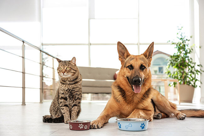 Cat and dog together